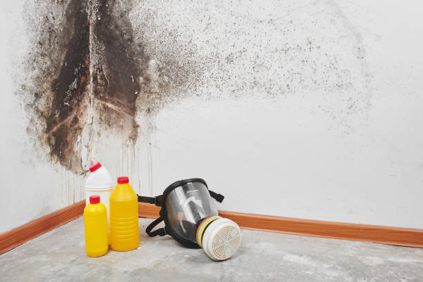 Best Mold Remediation  in Portage, MI