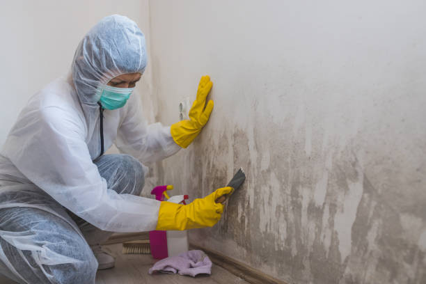 Mold Removal and Inspection in Portage, MI