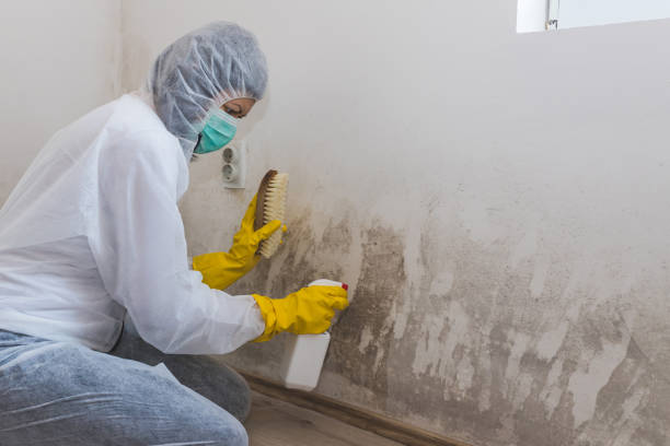 Best Mold Cleaning Services  in Portage, MI