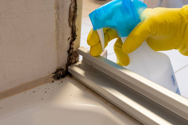 Best Emergency Mold Removal  in Portage, MI