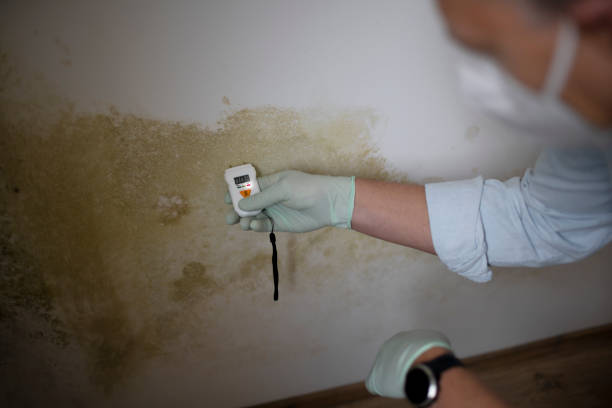 Best Office Mold Removal Services  in Portage, MI