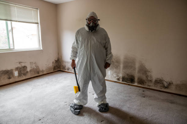 Best Home Mold Removal  in Portage, MI